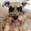 puppyfan4